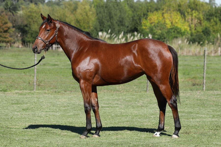 Lote LA GRAN SEÑORA