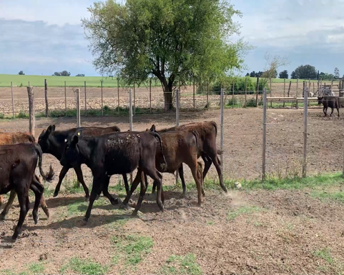 Lote (Vendido)16 Terneros AA X HO a remate en #11 Remate de Pantalla 169kg - , Colonia
