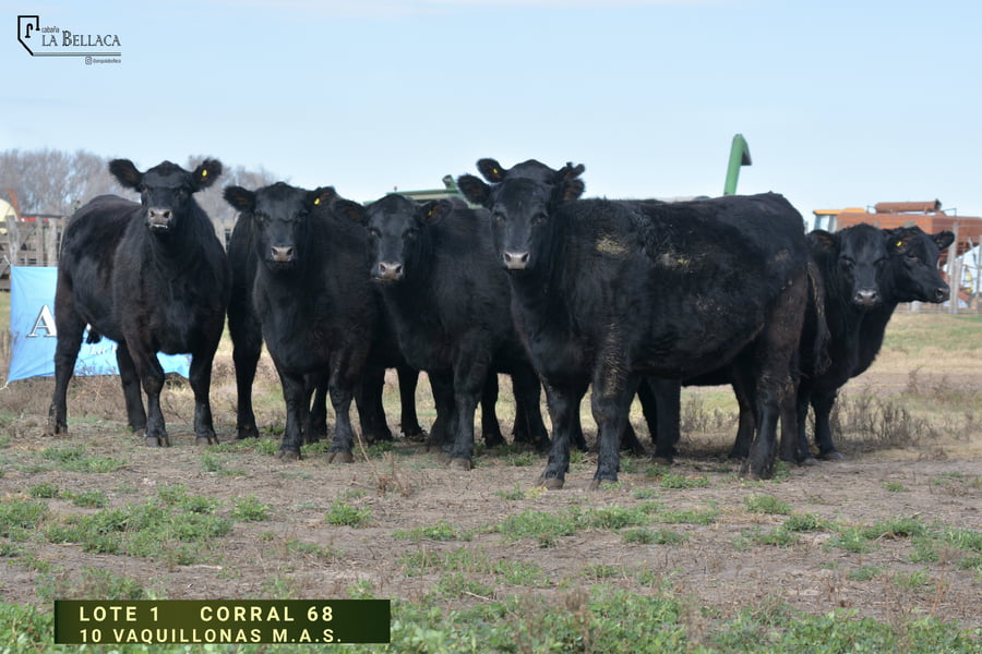 Lote VAQUILLONA M.A.S.