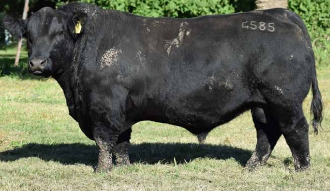 Lote Toros Braford