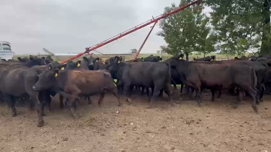 Lote 1 Vacas de invernar