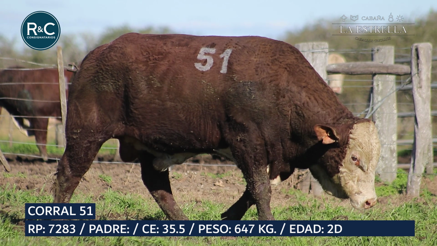 Lote Toro Braford