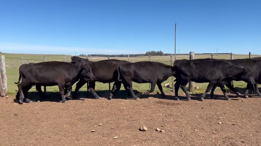 Lote Vacas preñadas