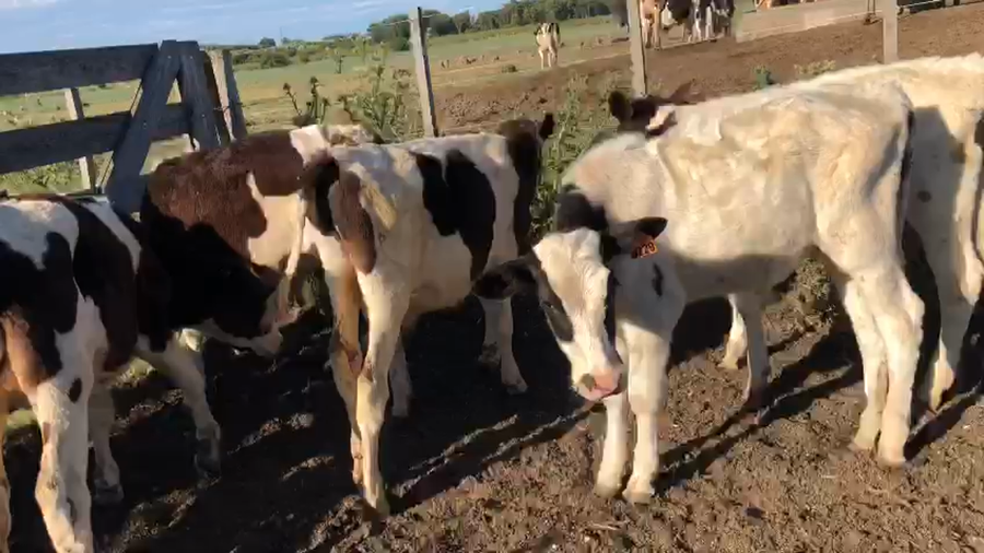 Lote 6 Terneros Holando