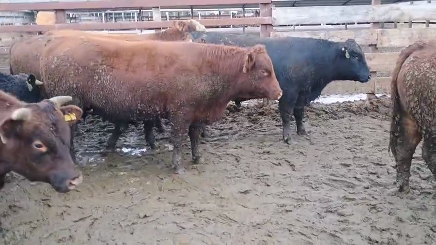 Lote 40 Novillo Gordo en Los Ángeles, VIII Región Biobío