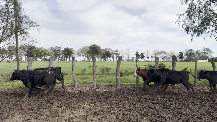 Lote 220 Terneras