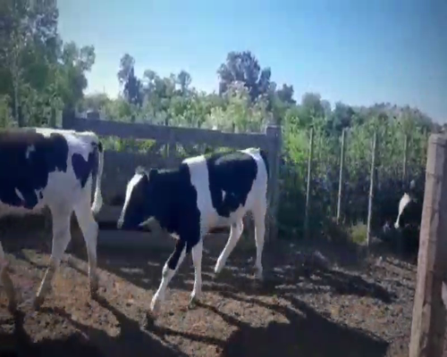 Lote 70 Terneros en Gral. Belgrano, Buenos Aires