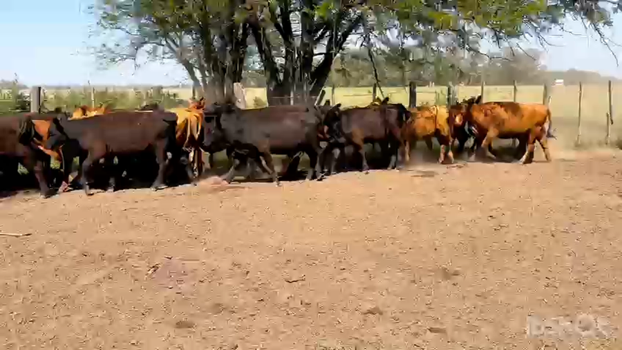Lote 62 Terneras