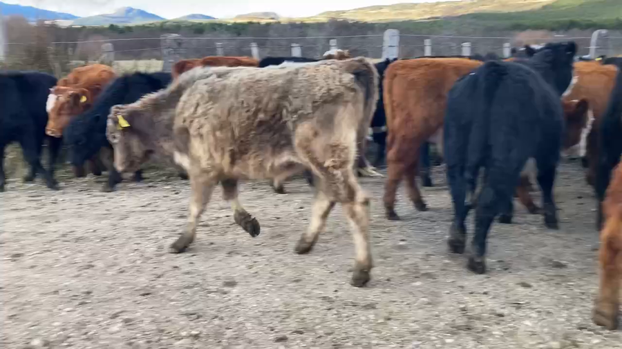 Lote 30 Ternero en Coyhaique, XI Región Aysén