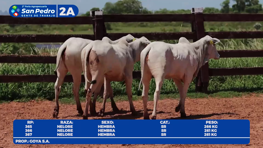 Lote LOTE 2A- POR PANTALLA