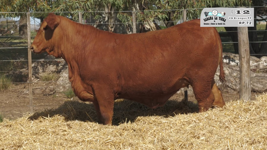 Lote HEMBRAS BRANGUS NEGROS Y COLORADO