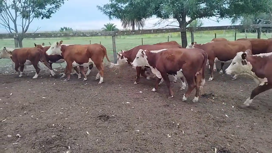 Lote 65 Vaquillonas en Villa Elisa, Entre Ríos