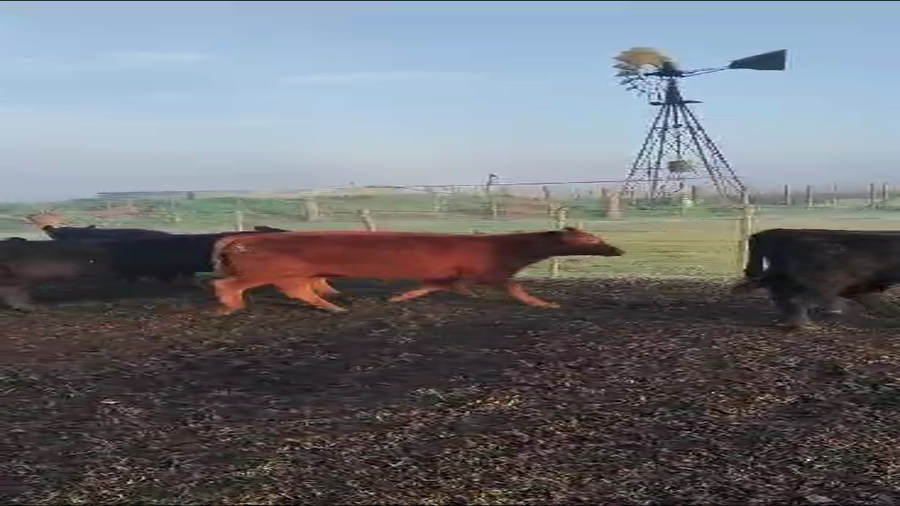 Lote 60 Terneros en Monte, Buenos Aires