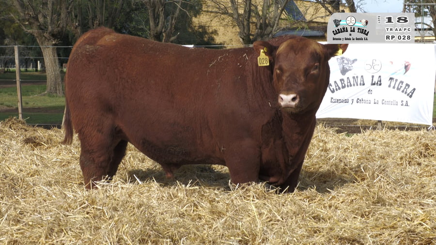 Lote TOROS PUROS CONTROLADOS