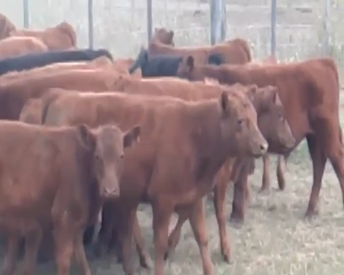 Lote 61 Terneros en Rauch, Buenos Aires