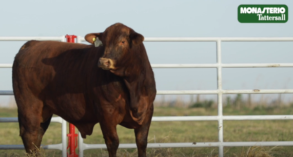 Lote TOROS GENERALES, CONTROLADOS Y REGISTRADOS