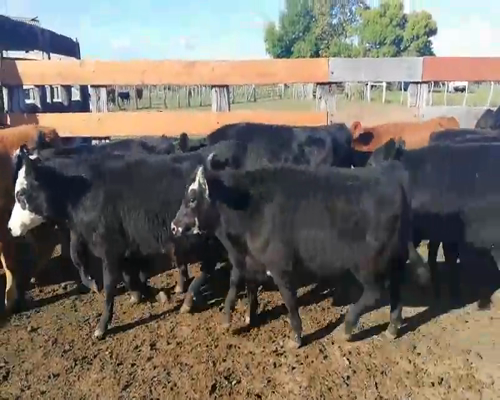 Lote 130 Terneros/as en Entre Ríos, Federal