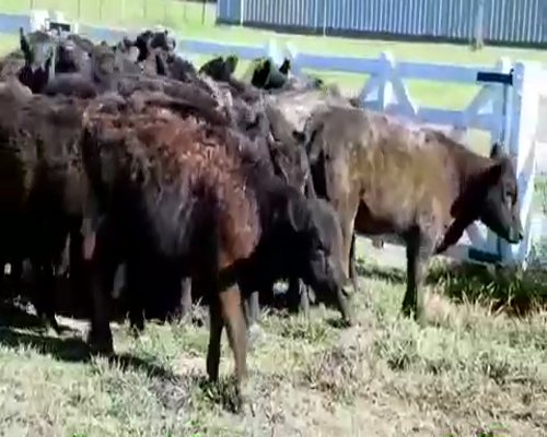 Lote 30 Terneras en Brandsen, Buenos Aires