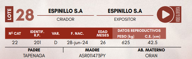 Lote LOTE 28 - TOROS DE CAMPO