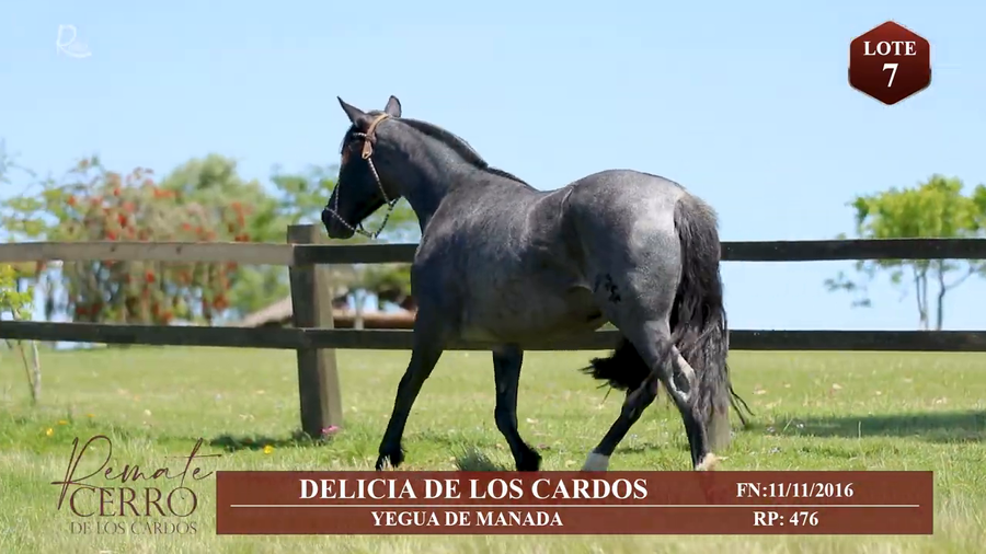 Lote DELICIA DE LOS CARDOS