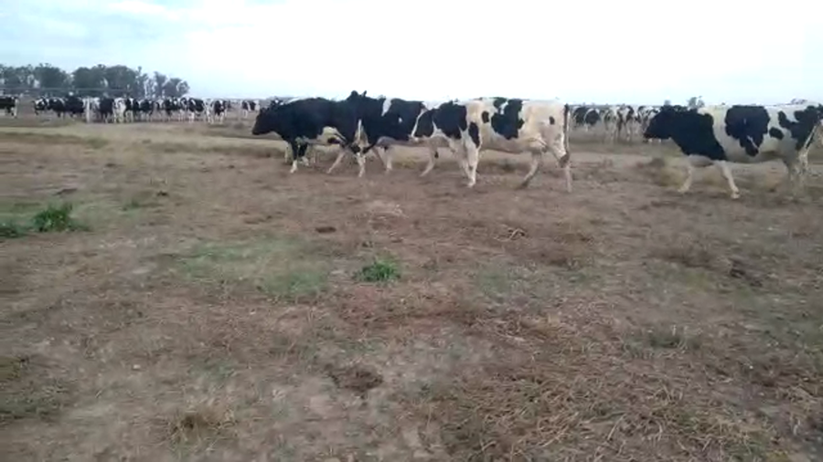 Lote Fremar - Vaquillonas al parir