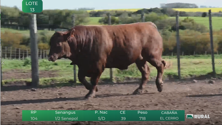 Lote Toros RP 104-105-113