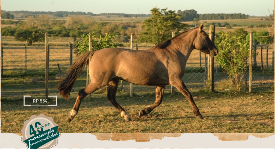 Lote ESCONDIDA MOLLES