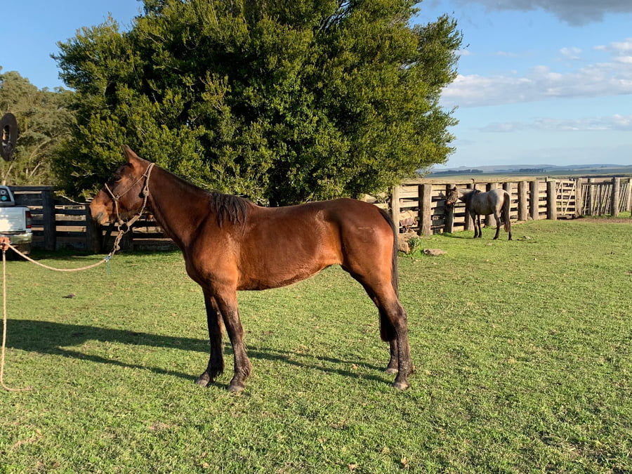 Lote Catalina Turena 93 (RP 93) - Cabaña "Turena"