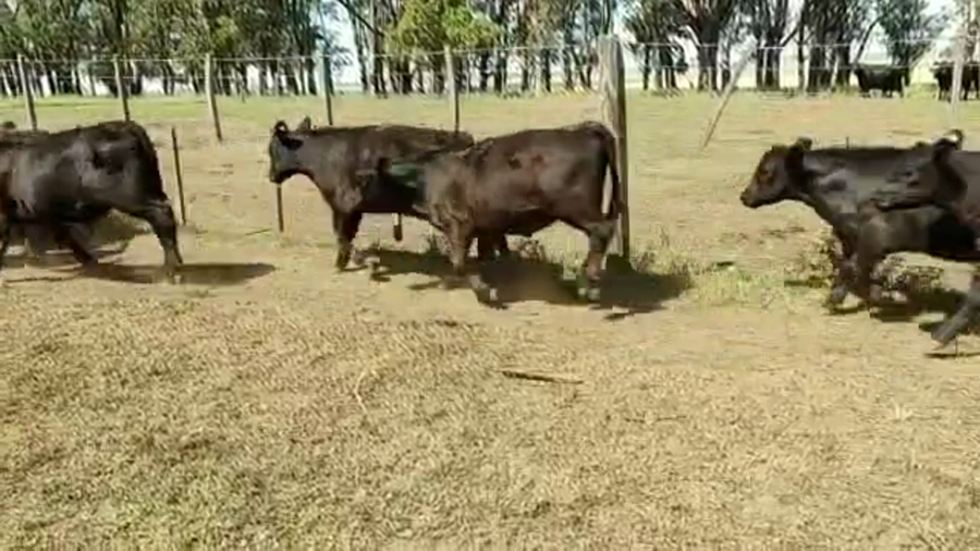 Lote 110 Terneros/as en Espartillar, Buenos Aires