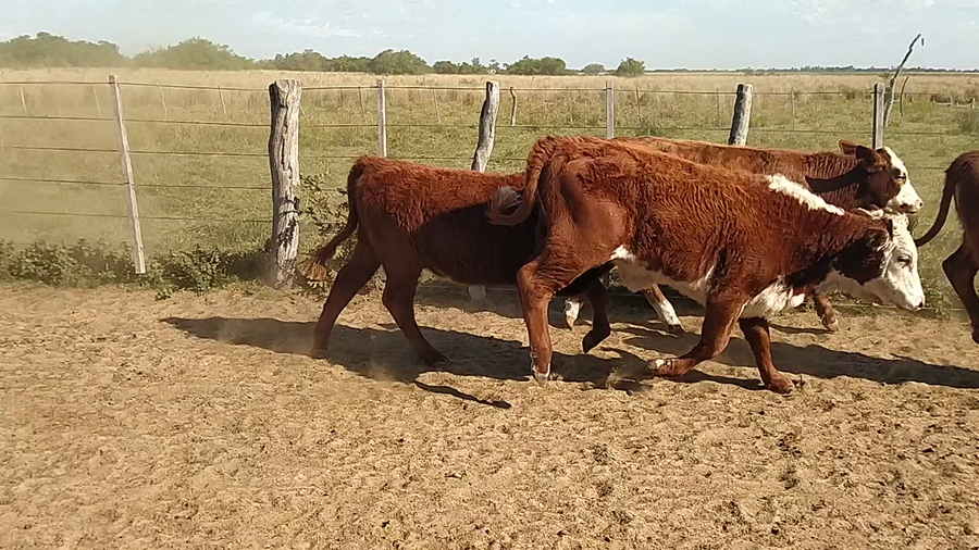 Lote 112 Terneras en Chavarría, Corrientes