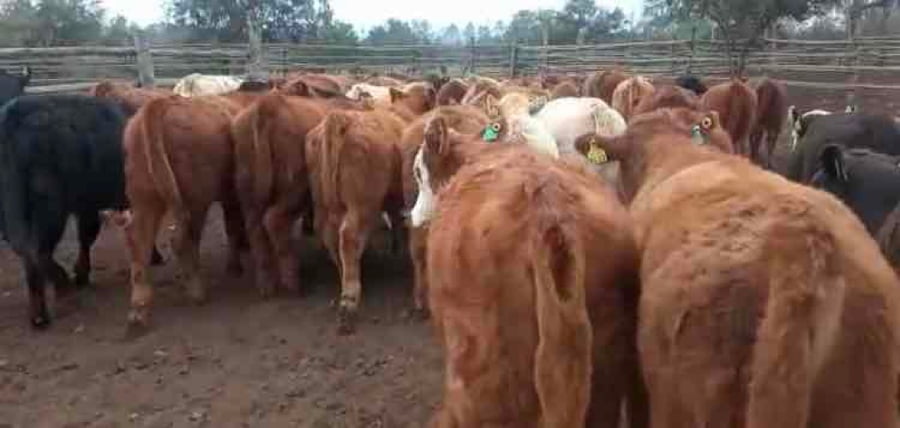 Lote 65 Ternera en Puchuncaví, V  Región Valparaíso