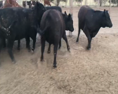 Lote 60 Terneras en Intendente Alvear, La Pampa