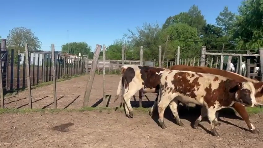 Lote 20 Novillos a remate en Pantalla Camy, San José