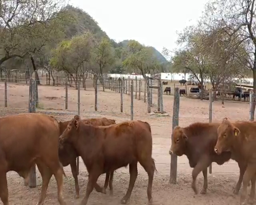 Lote 65 TERNEROS BRANGUS Y CRUZA BRANGUS NEGRO Y COLORADO DE 210 KG, EN EL TALA, SALTA.-