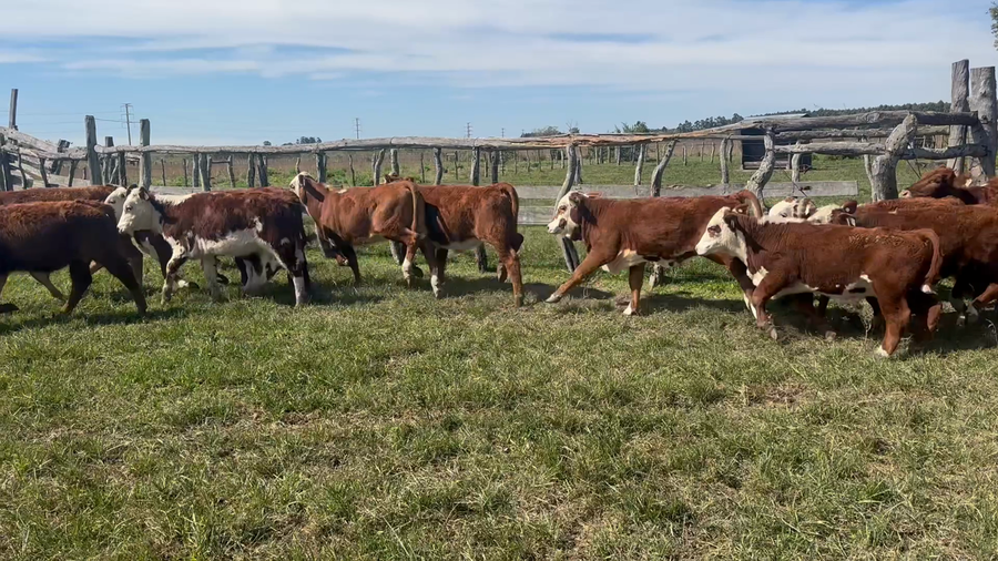 Lote 41 Terneros/as en Corrientes, Goya