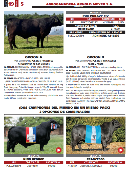 Lote LOTE 19
