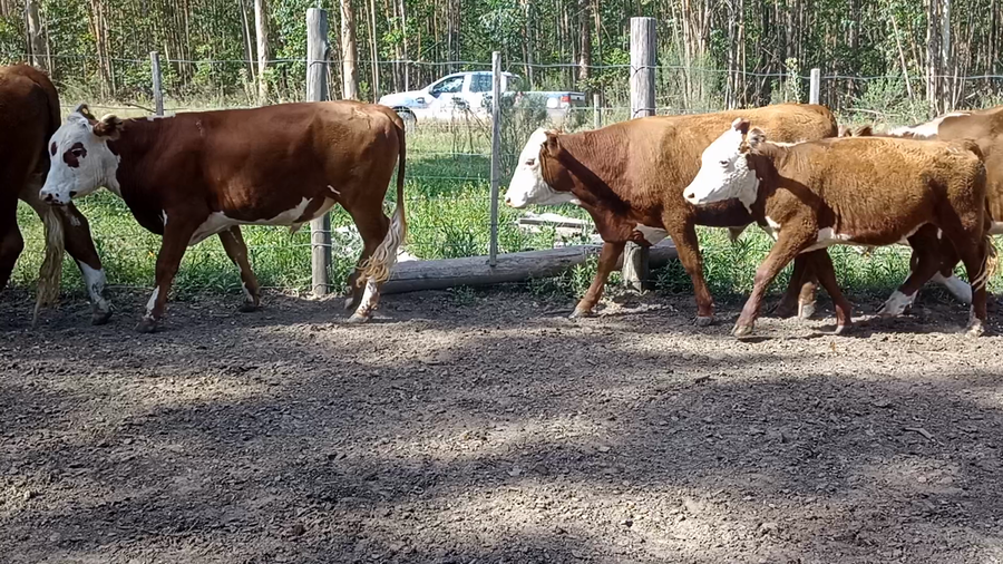 Lote 7 Novillitos