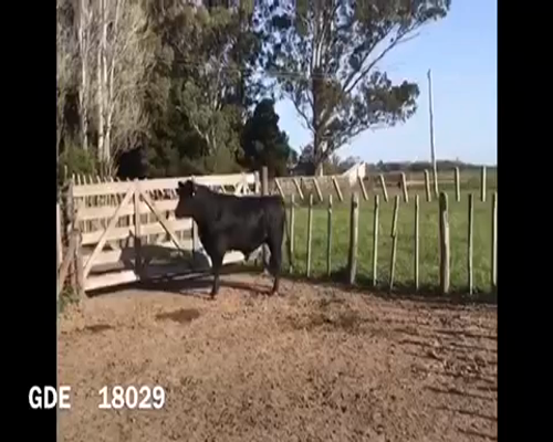 Lote 1 Toros en Punta Indio, Buenos Aires