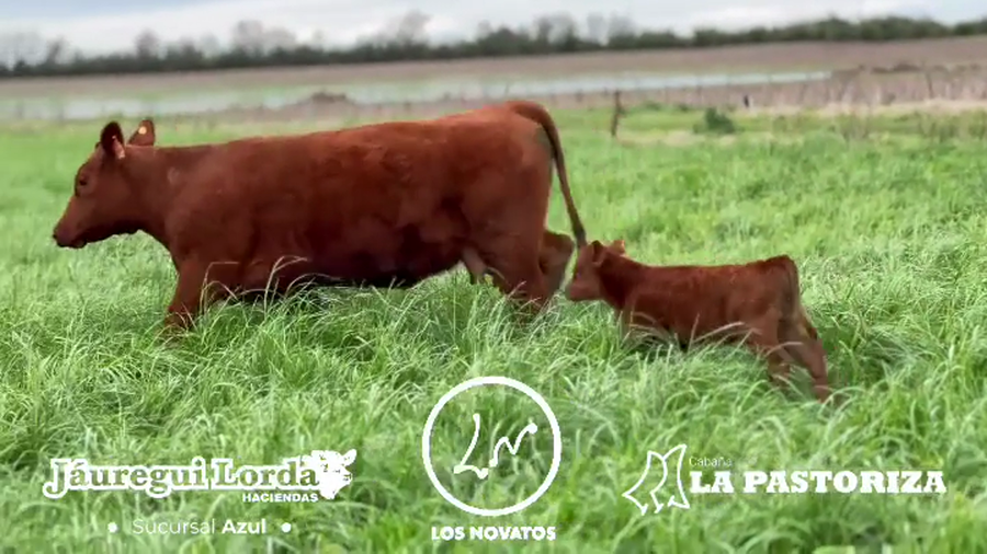 Lote 1 Vaquillona PP