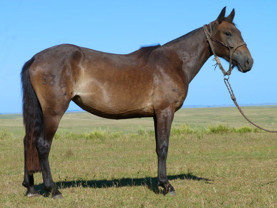 Lote Juguetona del Cerro Grande
