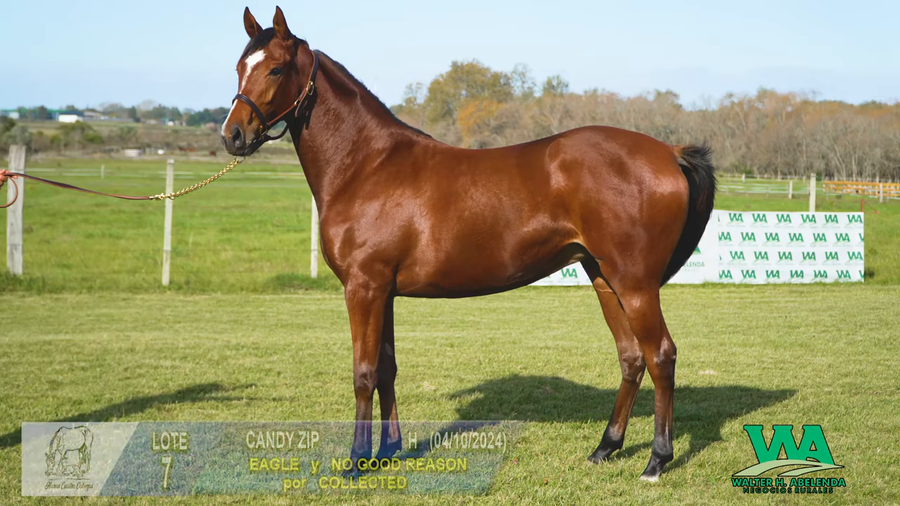 Lote CANDY ZIP