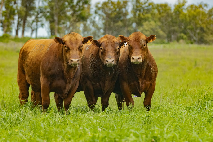 Lote Toros SA 2 AÑOS COLORADO