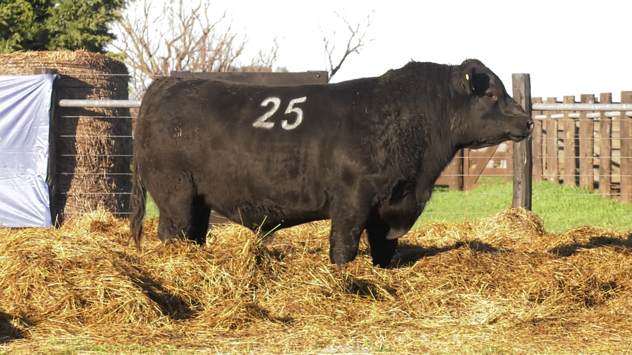 Lote TOROS ANGUS PURO CONTROLADO