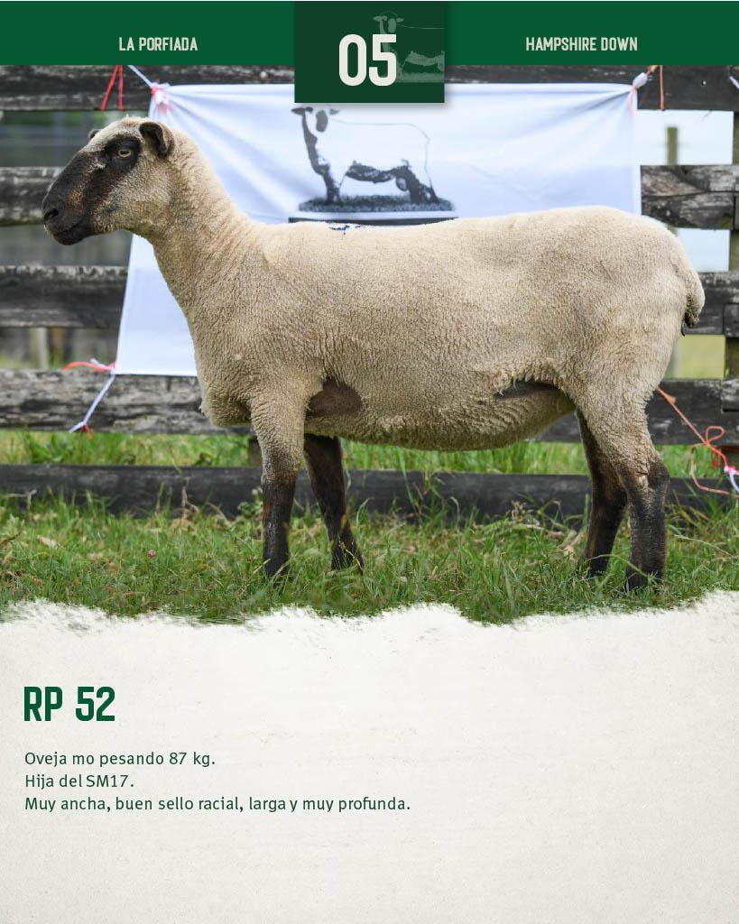 Lote Ovejas a remate en 4º Genetica Productiva, Florida