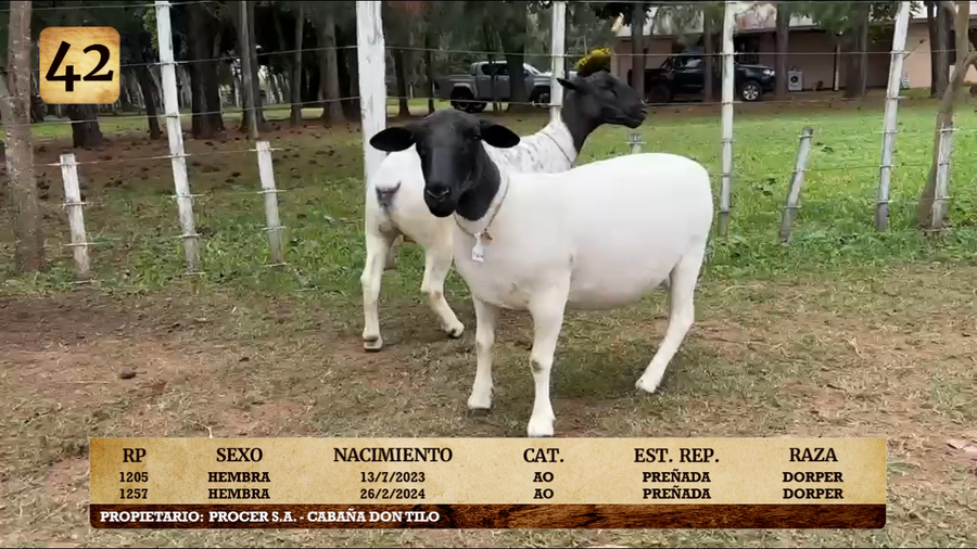 Lote LOTE 42