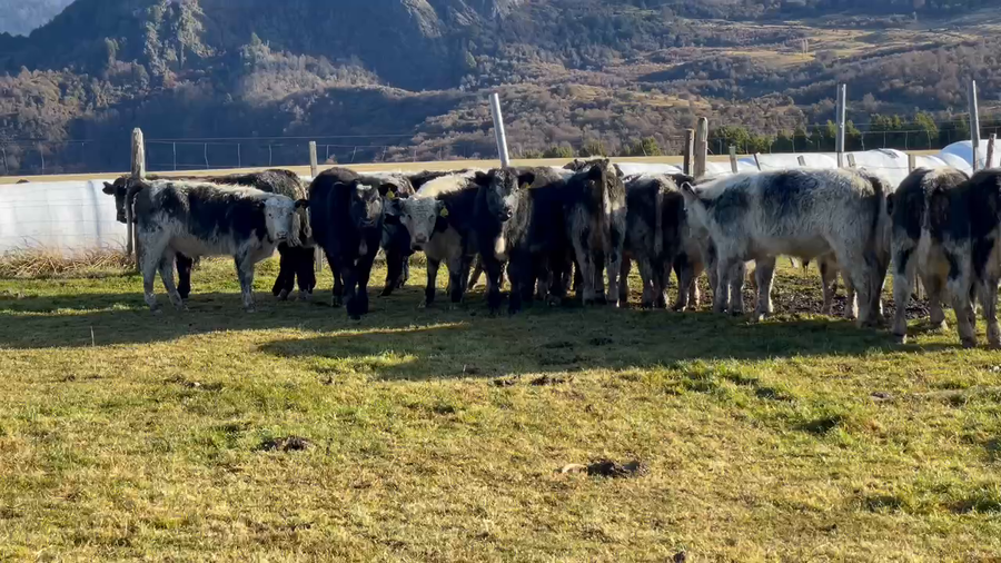 Lote 21 Ternero en Coyhaique, XI Región Aysén