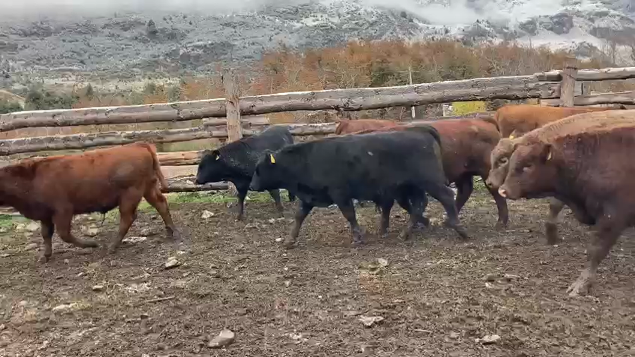 Lote 65 Ternero en Coyhaique, XI Región Aysén