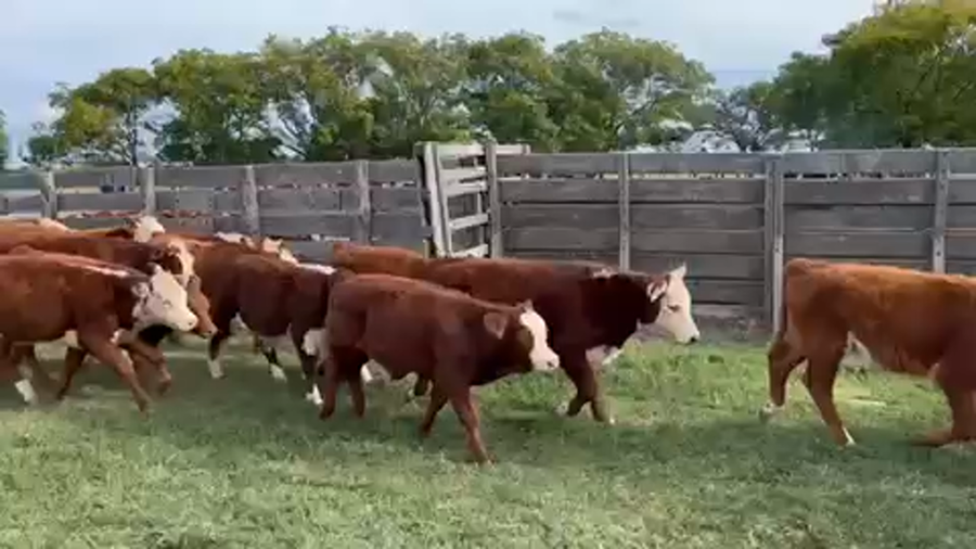 Lote 112 Terneros en Rosario del Tala, Entre Ríos