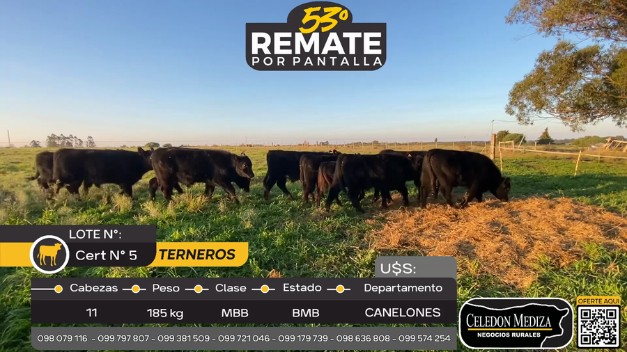 Lote 11 Terneros en Otra Localidad, Canelones