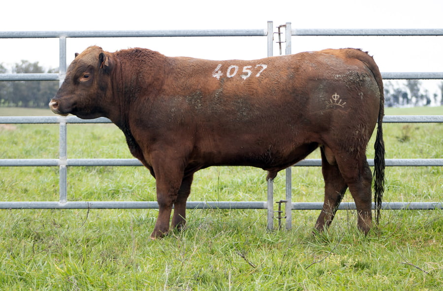 Lote ABERDEEN ANGUS SA - Angus COLORADOS